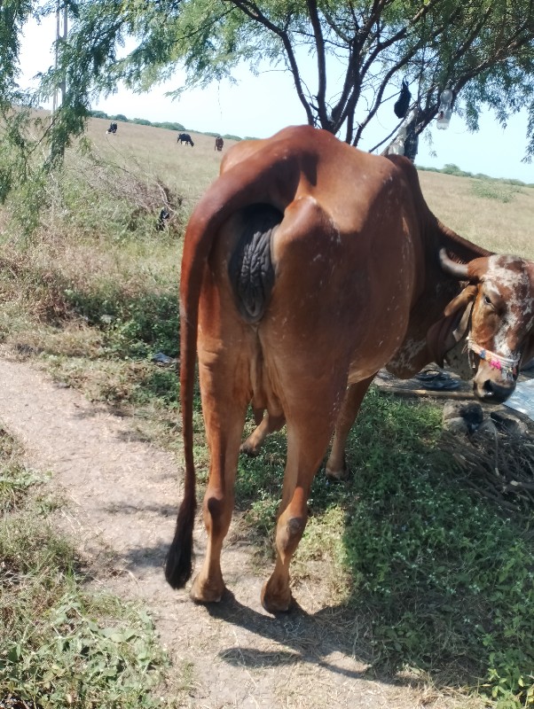 હોડકી વીશવાની છ...