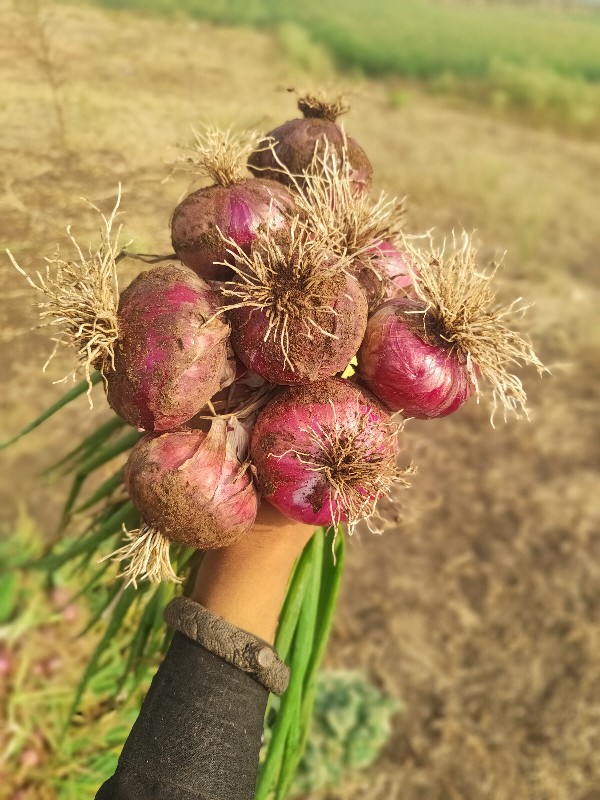 ડુંગળી