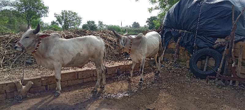 ગોઠલા વેચવાના છ...