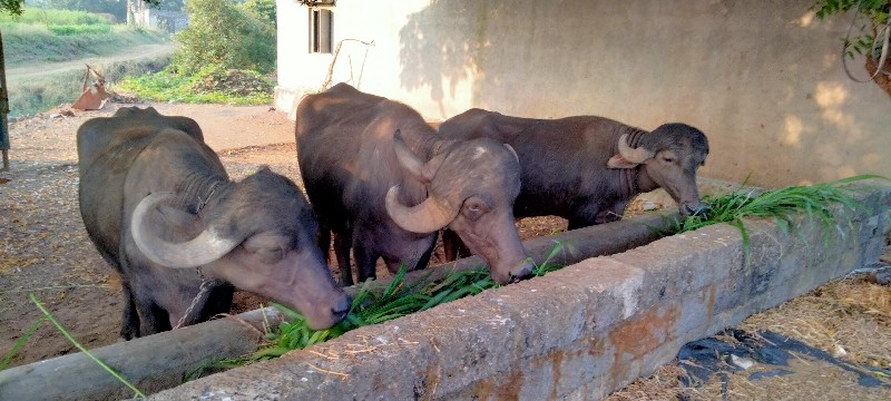 3 ખડાયતા વેચાવ...