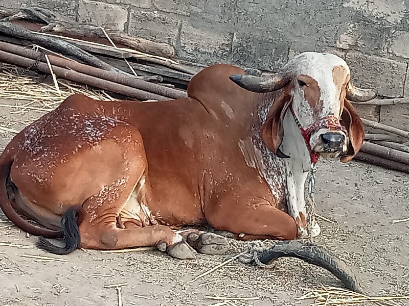 હોળકુ વેચવાનું