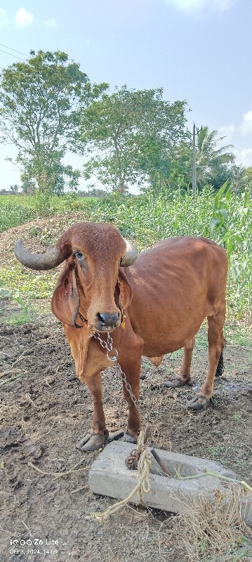 ગાય વેશવાની છે