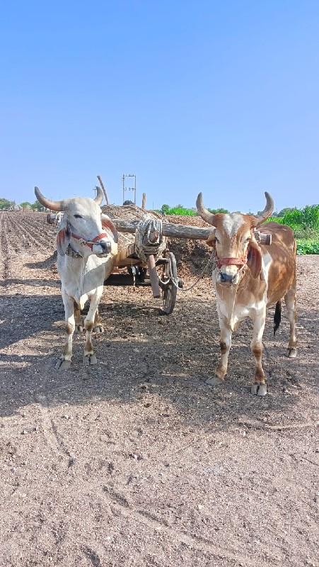 બળદ વેચવાના છે