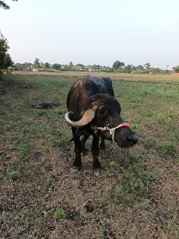 ભેંસ વેચવાની છે