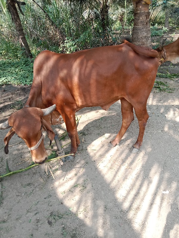 ગીર ગાય વેસવાની...