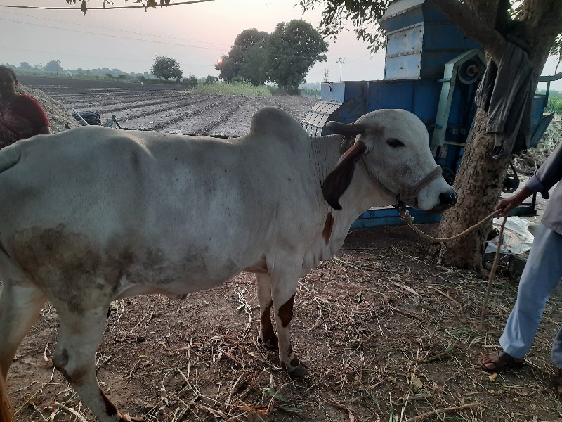 ગાય