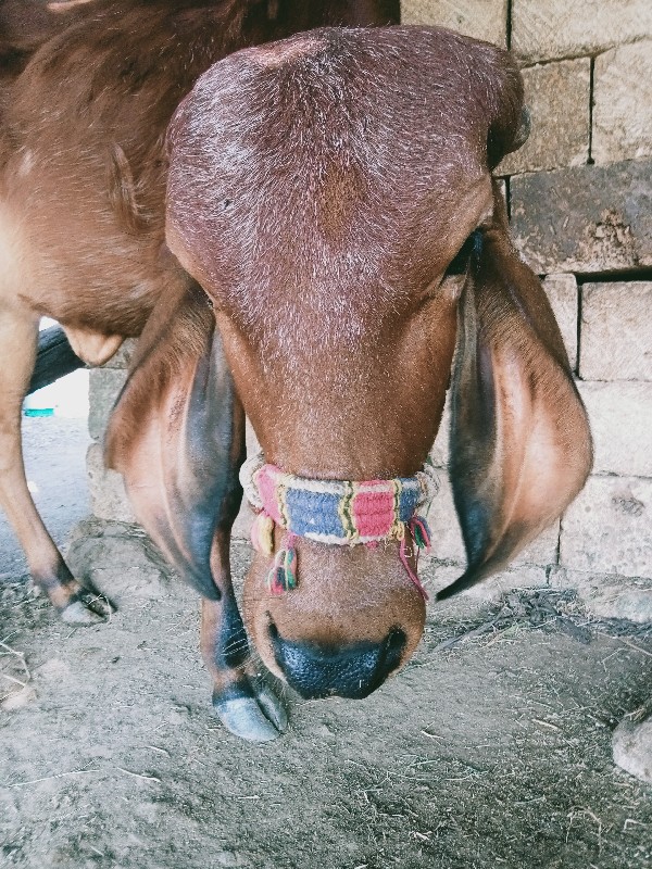 ગીર વાસળી