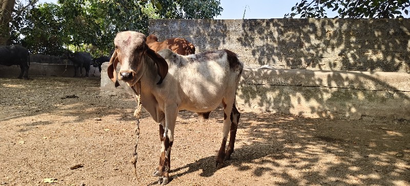 નંદી વહેંચવાની...