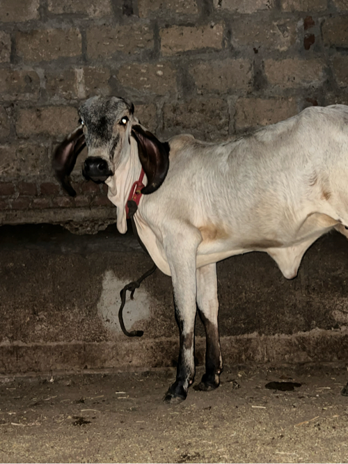 ગાય વેચવાની છે