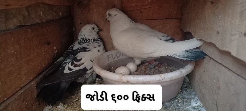 જોડી ૭૦૦
જોડી ૬...