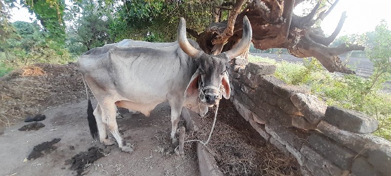 બળદ વેચવાના છે