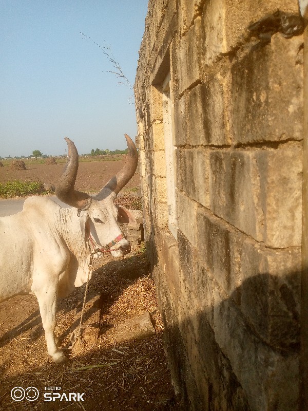 એકજબરદછે