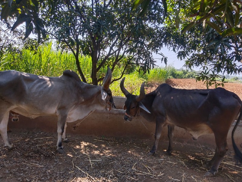 બળદ વેચવાના છે