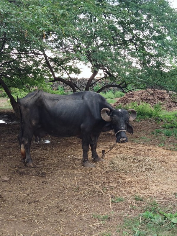 ભેંશ વેચવાની છે...