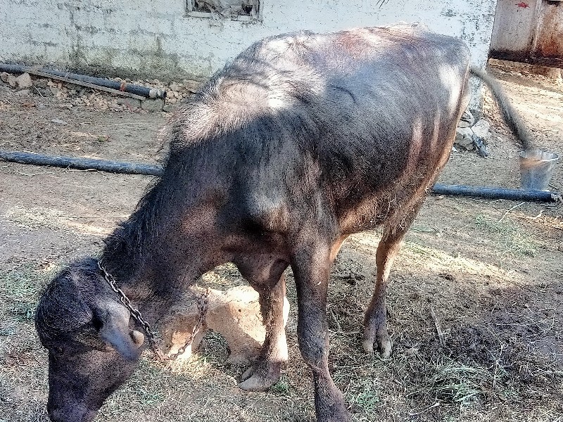 2 ખડેલા વેચવા ન...