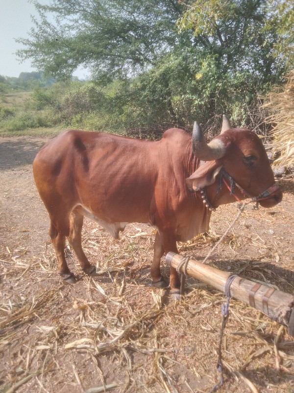 બળદ વેચવાના છે