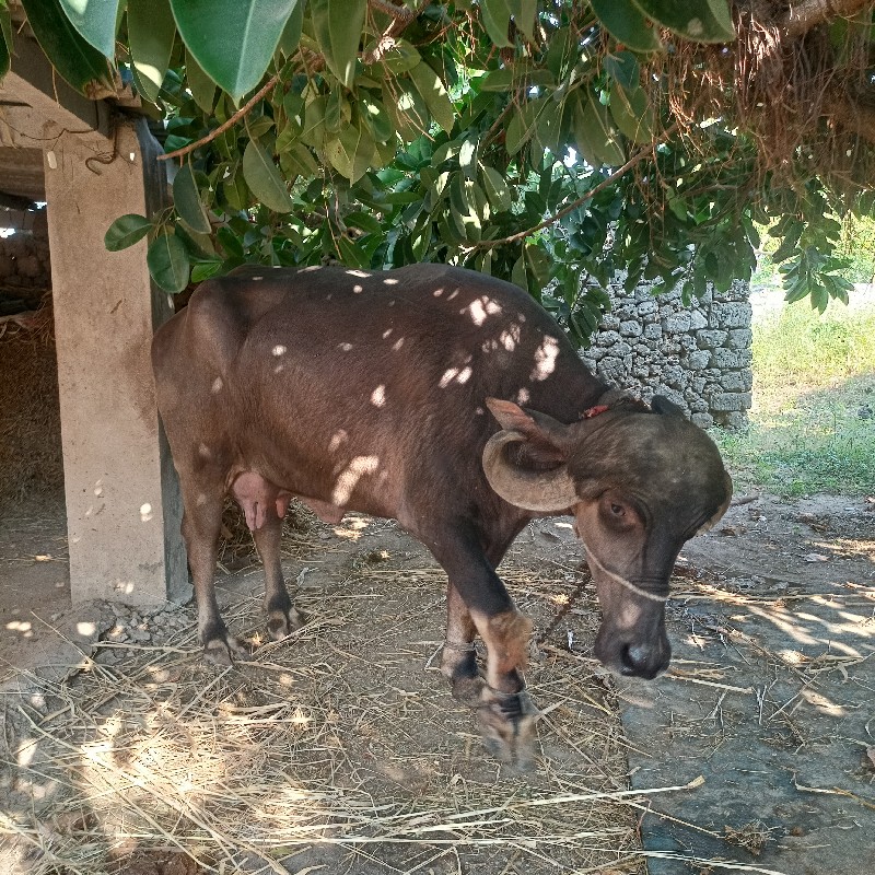 ભેંસ વેચવાની છે