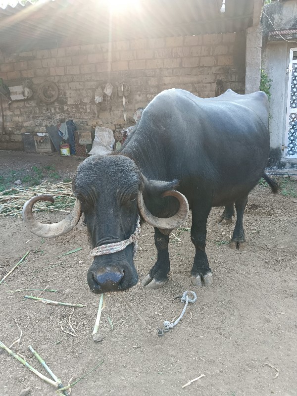 ત્રીજા વેતરની ભ...