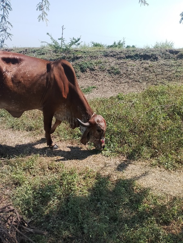 હોડકી વીશવાની છ...