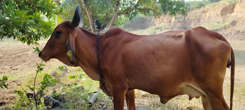 ગાય