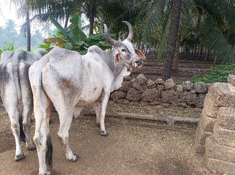 3 ધર ના છે કાઈ...