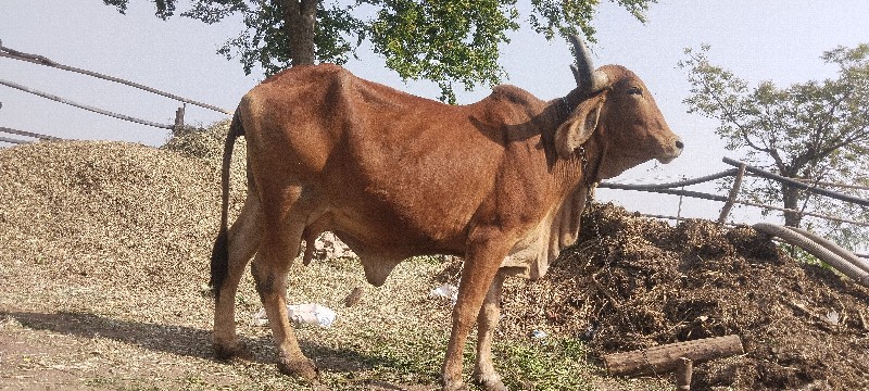 ગાય વેચવાની છે