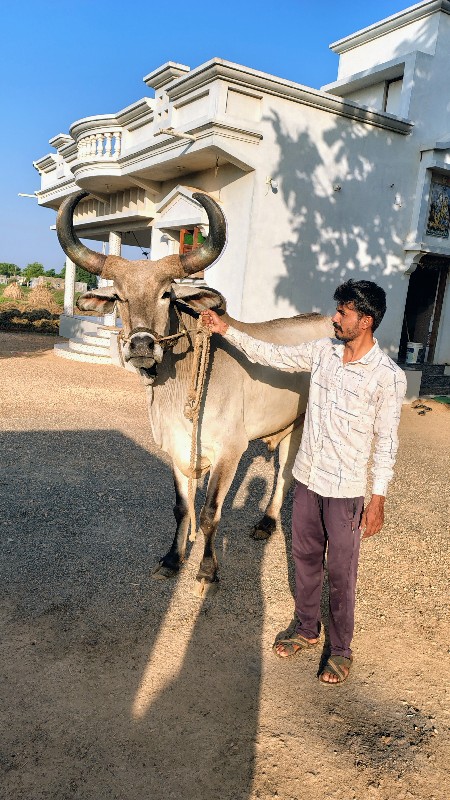 ગોધલા લેવા ના છ...