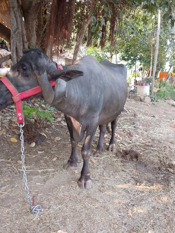 ભેંસ વેસવા નિ છ...