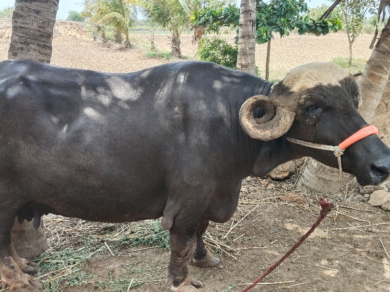 ભેંસ વેચવાની છે