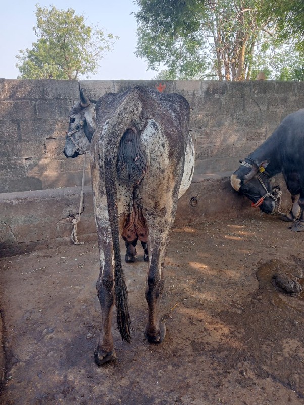 गिर कोर्स गाय व...