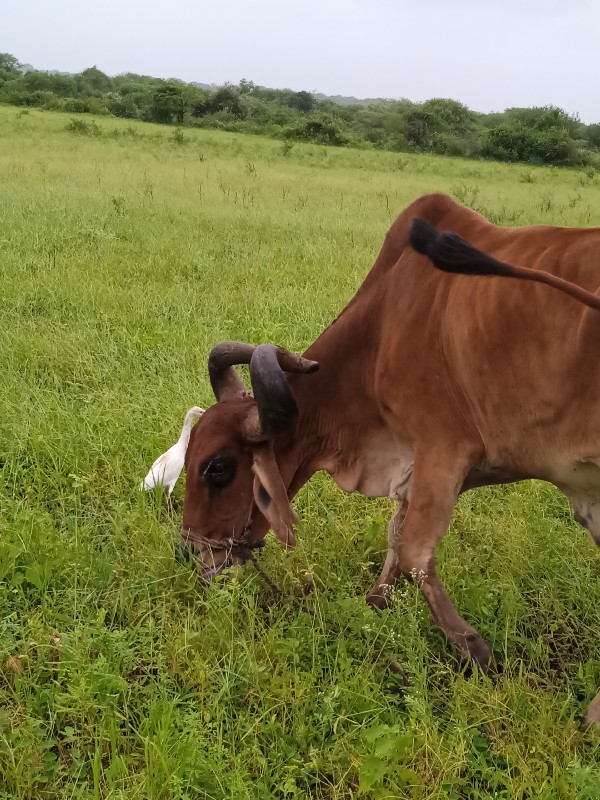 બળદ વેચવા નો છે...