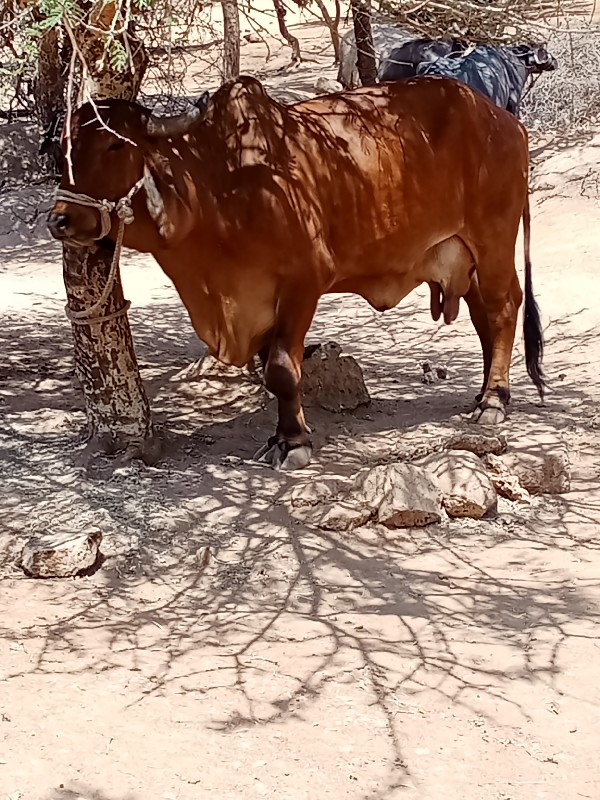 ખબલા