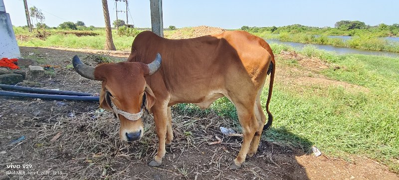 ગાય વેચવાની છે