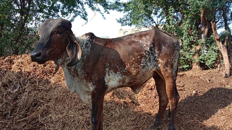 કાળિ કાબરી વાછડ...