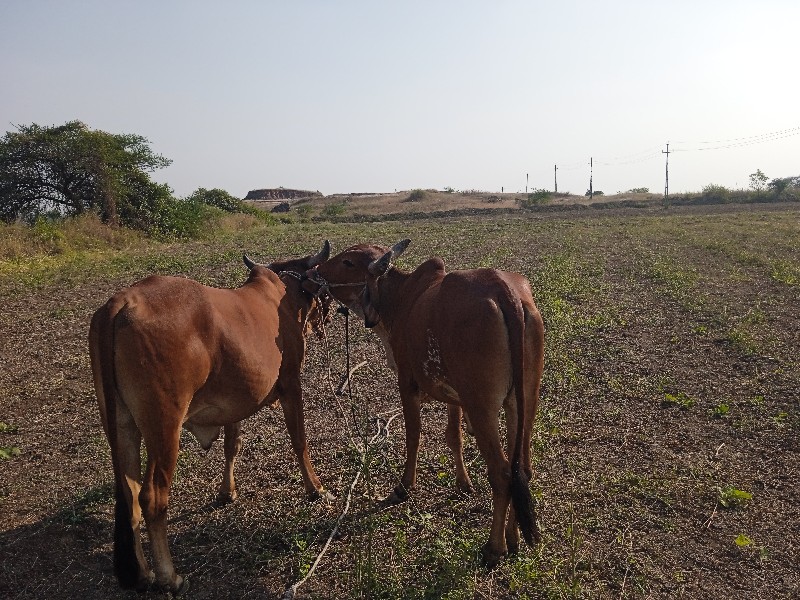 ગોરીયા ગોઢલા 1વ...