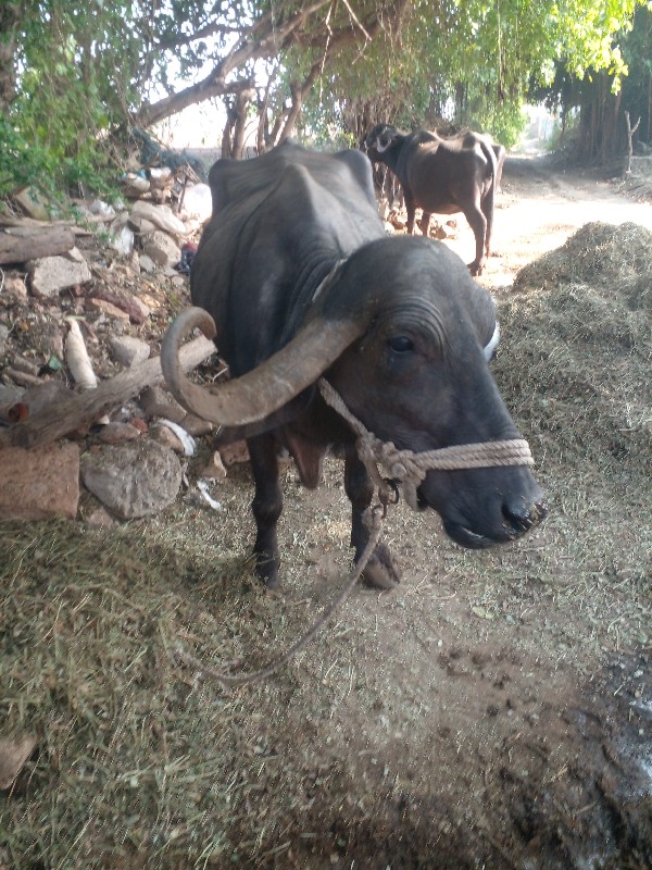 આભેસ તીજુવેતર...