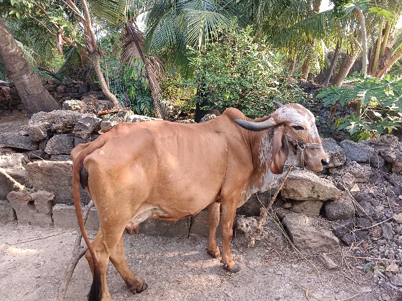 ગાય વેચવાની છે