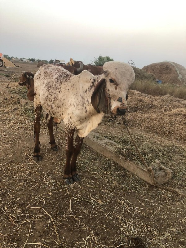 વાસળો વેચવાનો છ...