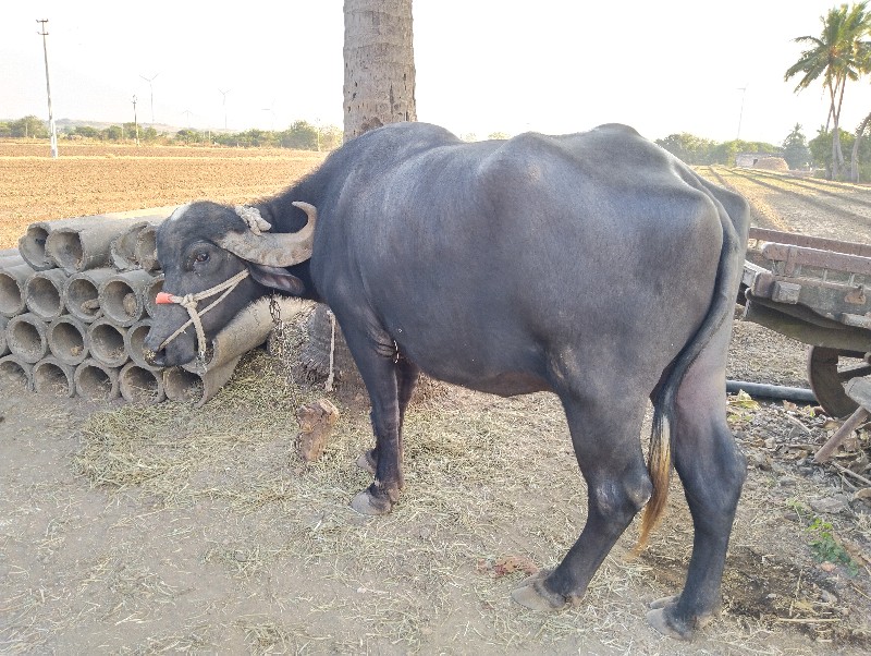 ભેંશ વેસવાની સે