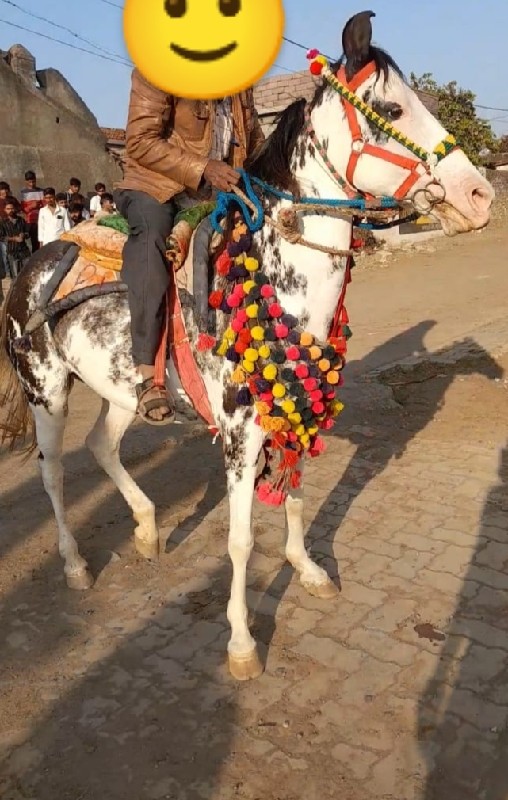 ધોડીવેચવા ની છે