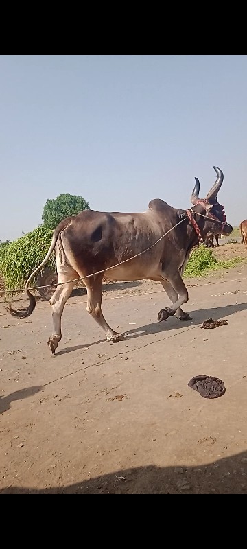 અરવિંદ દેવીપુજક