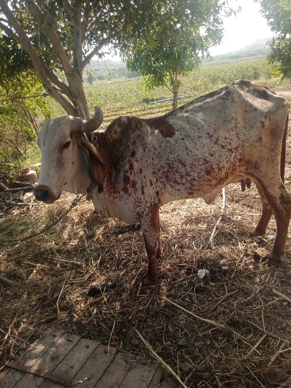 દેસી ગાય છે