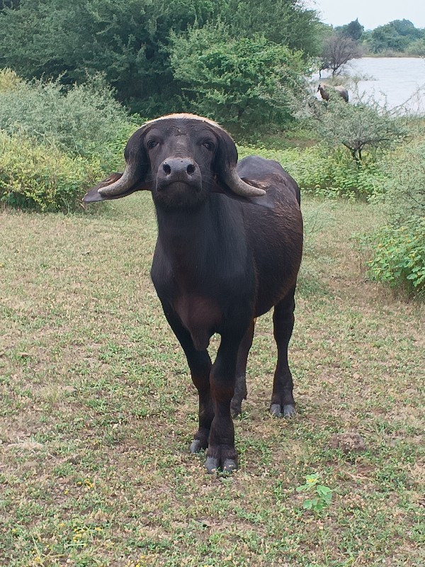 પાડો વેચવાનો છે