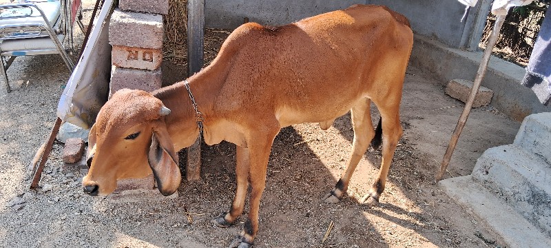 vachadi avlpava...