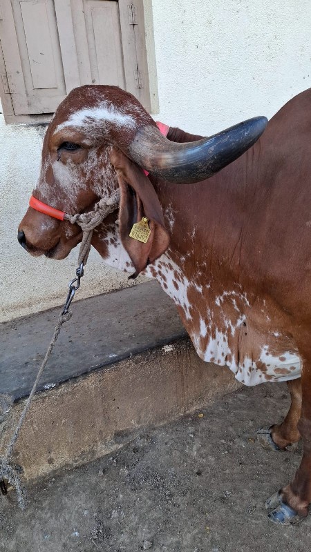 ગીર ગાય વેચવાની...