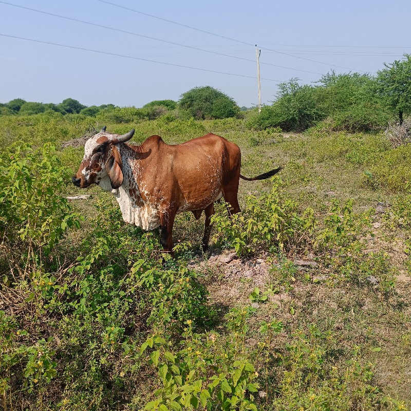 ગાયયુ