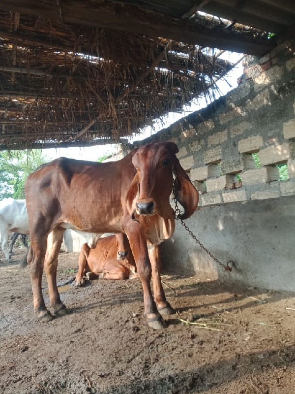 ગીર હોડકિ હાડે...