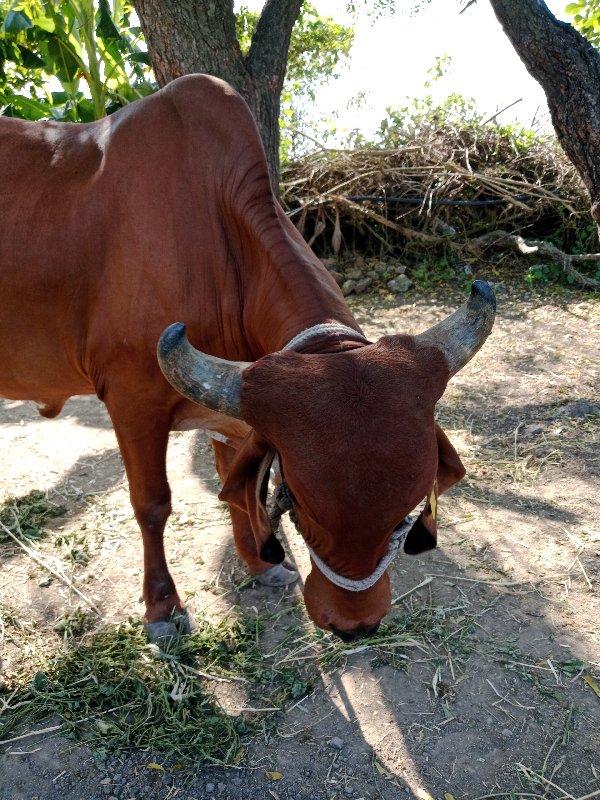 ગાય વેચવાની છે