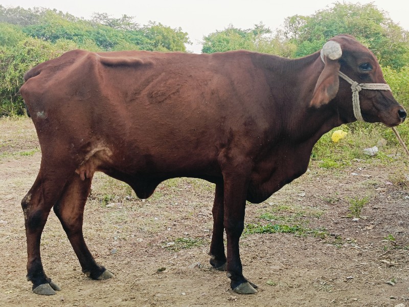 જર્સી હોડકી વેચ...