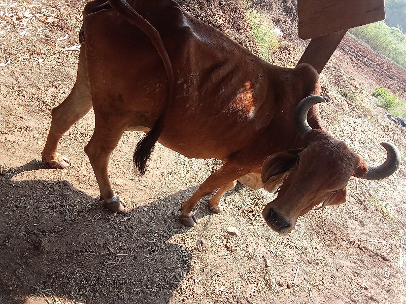 ગાય વેચવાની છે